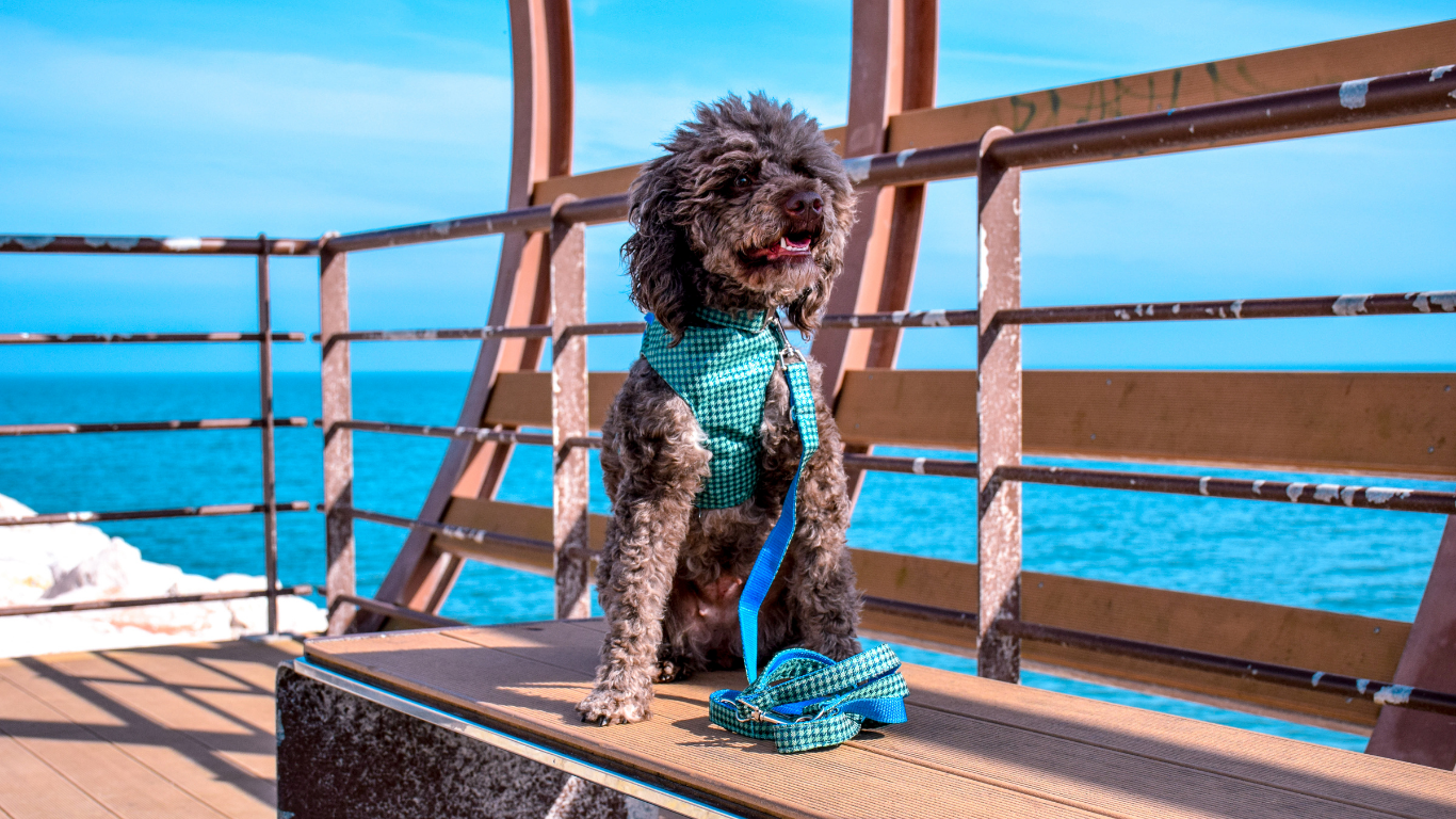 Cavaro Barkel Halsband & dreiteilige Hundeleine – Blue Signature Set