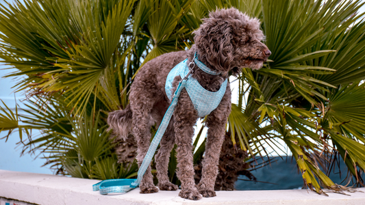 Cavaro Barkel Halsband & dreiteilige Hundeleine – Nordic Ice